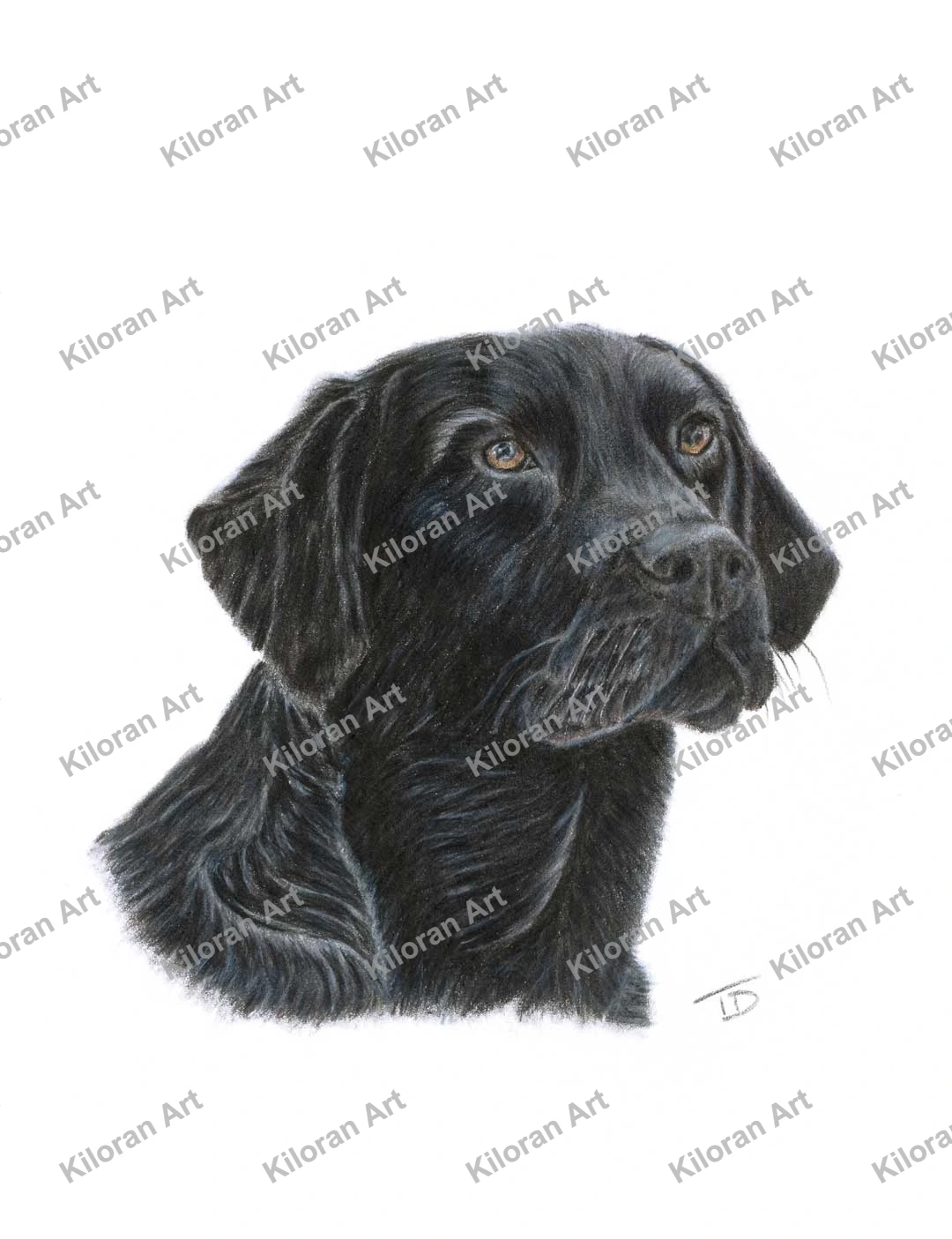 002_drawing_Black_Lab_watermark
