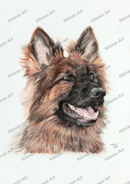 003_drawing_German_Shepherd_watermark