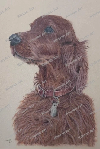 006_drawing_Irish_Setter_watermark