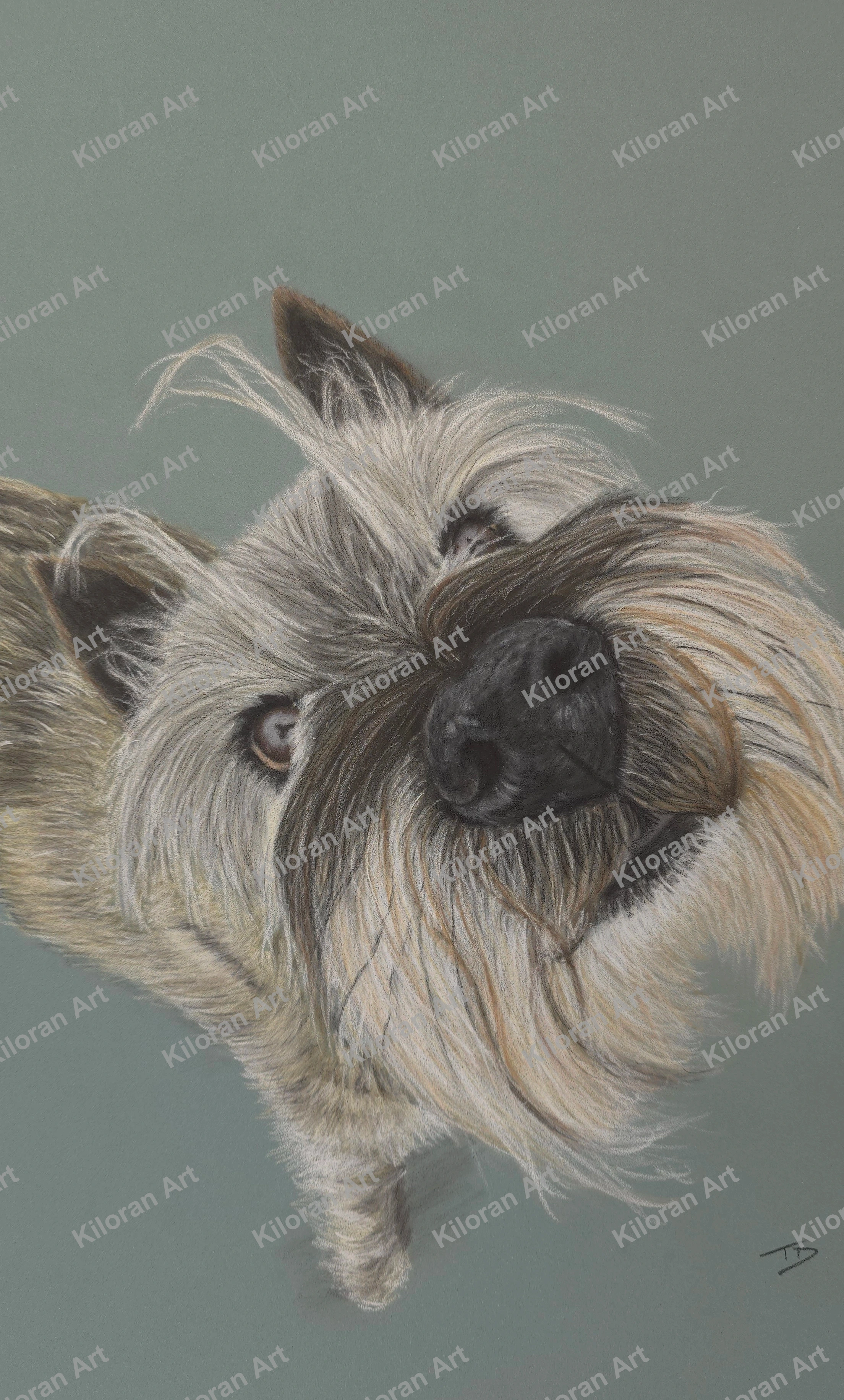 007_drawing_Norwich_Terrier_watermark