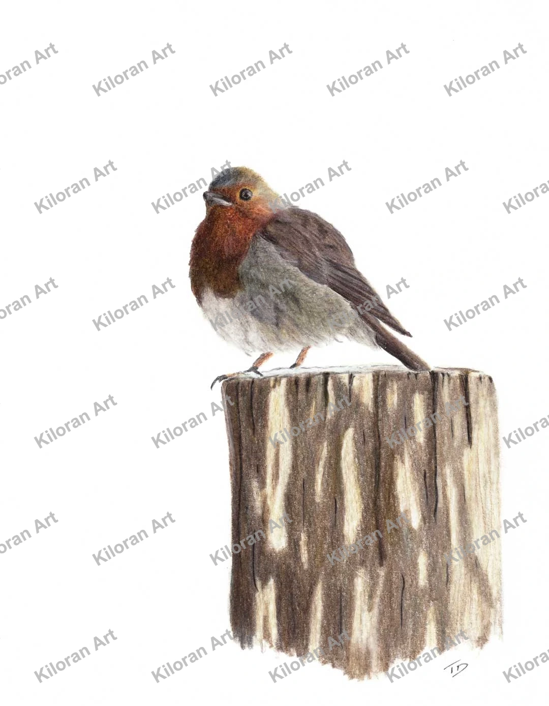 031_drawing_Robin_watermark
